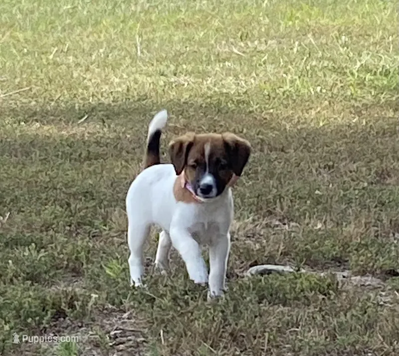 AKC Ch.Sired (Lacey)On Hold