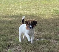 AKC Ch.Sired (Lacey)On Hold, a female Jack Russell Terrier for sale in Mount Gilead, NC – Photo 1 of 10