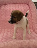 AKC Ch.Sired (Lacey)On Hold, a female Jack Russell Terrier for sale in Mount Gilead, NC – Photo 5 of 10