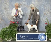 AKC Ch.Sired (Lacey)On Hold, a female Jack Russell Terrier for sale in Mount Gilead, NC – Photo 8 of 10