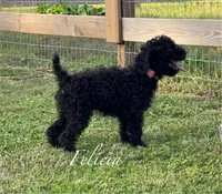 AKC,OFA Health Felicia On Hold, a female Poodle - Miniature  for sale in Mount Gilead, NC – Photo 3 of 5