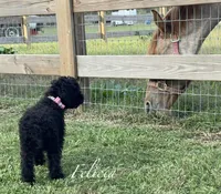 AKC,OFA Health Felicia On Hold, a female Poodle - Miniature  for sale in Mount Gilead, NC – Photo 4 of 5