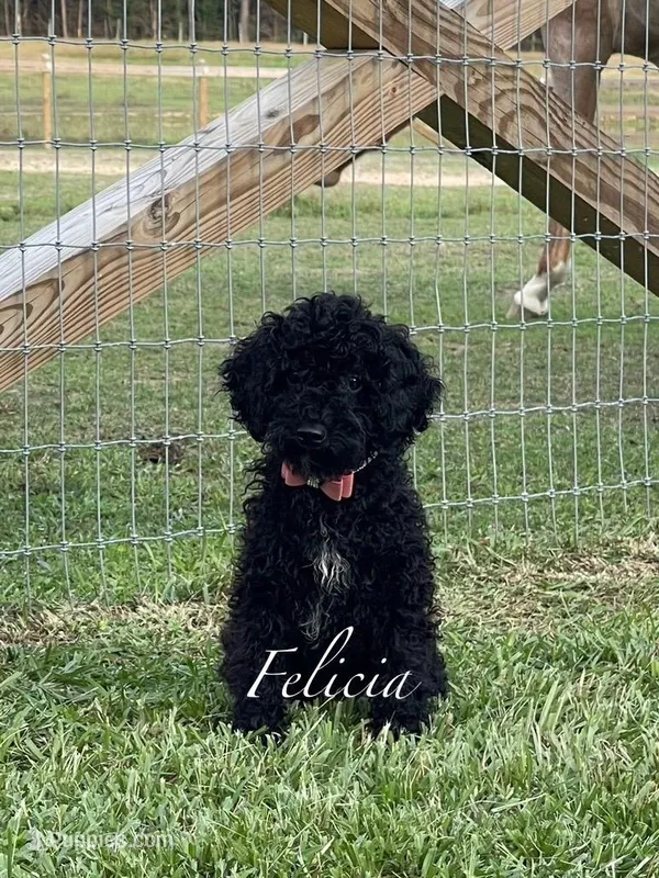 AKC,OFA Health Felicia On Hold, a female Poodle - Miniature  for sale in Mount Gilead, NC – Photo 1 of 5