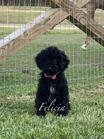 AKC,OFA Health Felicia On Hold, a female Poodle - Miniature  for sale in Mount Gilead, NC – Photo 1 of 5