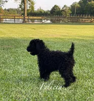 AKC,OFA Health Felicia On Hold, a female Poodle - Miniature  for sale in Mount Gilead, NC – Photo 5 of 5