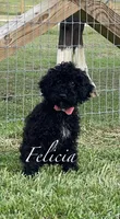 AKC,OFA Health Felicia On Hold, a female Poodle - Miniature  for sale in Mount Gilead, NC – Photo 2 of 5