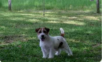 AKC Reg. Champion Sired, Elite Bred (Buster), a male Jack Russell Terrier for sale in Mount Gilead, NC – 7 of 9