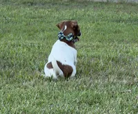 On Hold with Deposit, AKC Champion Sired, Elite Bred (Snickers) , a male Jack Russell Terrier for sale in Mount Gilead, NC – 7 of 10