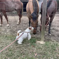AKC Ch  Sired (Beau)On Hold, a male Jack Russell Terrier for sale in Mount Gilead, NC – Photo 6 of 10