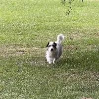 AKC Ch  Sired (Beau)On Hold, a male Jack Russell Terrier for sale in Mount Gilead, NC – Photo 10 of 10