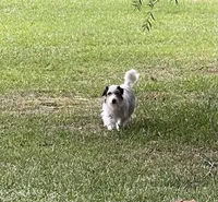 AKC Ch  Sired (Beau)On Hold, a male Jack Russell Terrier for sale in Mount Gilead, NC – Photo 10 of 10