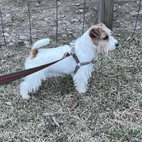 AKC Ch  Sired (Beau)On Hold, a male Jack Russell Terrier for sale in Mount Gilead, NC – Photo 5 of 10