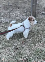 AKC Ch  Sired (Beau)On Hold, a male Jack Russell Terrier for sale in Mount Gilead, NC – Photo 5 of 10