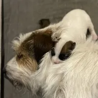 AKC Ch  Sired (Beau)On Hold, a male Jack Russell Terrier for sale in Mount Gilead, NC – Photo 9 of 10