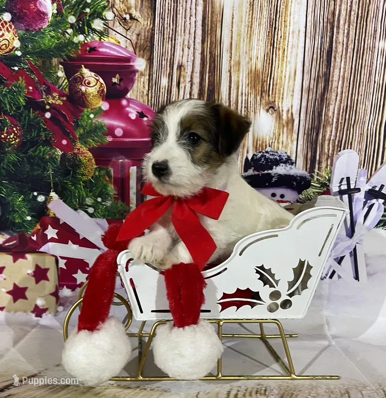 AKC Ch  Sired (Beau)On Hold, a male Jack Russell Terrier for sale in Mount Gilead, NC – Photo 1 of 10