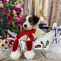 AKC Ch  Sired (Beau)On Hold, a male Jack Russell Terrier for sale in Mount Gilead, NC – Photo 1 of 10