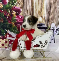 AKC Ch  Sired (Beau)On Hold, a male Jack Russell Terrier for sale in Mount Gilead, NC – Photo 1 of 10