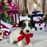 AKC Ch  Sired (Beau)On Hold, a male Jack Russell Terrier for sale in Mount Gilead, NC – Photo 2 of 10