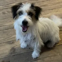 AKC Ch  Sired (Beau)On Hold, a male Jack Russell Terrier for sale in Mount Gilead, NC – Photo 7 of 10