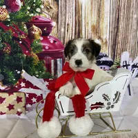 AKC Ch  Sired (Beau)On Hold, a male Jack Russell Terrier for sale in Mount Gilead, NC – Photo 3 of 10