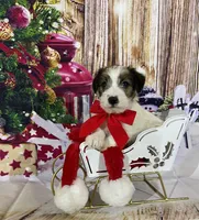 AKC Ch  Sired (Beau)On Hold, a male Jack Russell Terrier for sale in Mount Gilead, NC – Photo 3 of 10