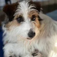 AKC Ch  Sired (Beau)On Hold, a male Jack Russell Terrier for sale in Mount Gilead, NC – Photo 8 of 10