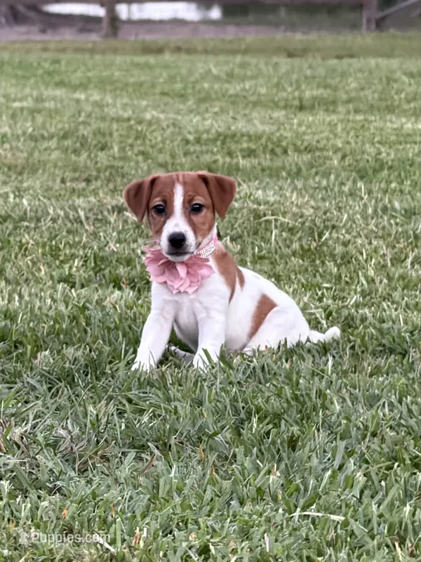 AKC Champion Sired, Elite Bred (Leah) – Jack Russell Terrier puppy for sale in Mount Gilead, NC