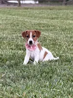 AKC Champion Sired, Elite Bred (Leah), a female Jack Russell Terrier for sale in Mount Gilead, NC – 1 of 6