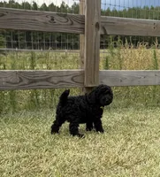 AKC Elite Bred, 18 Grand Champions & Champions in Pedigree , a male Poodle - Miniature  for sale in Mount Gilead, NC – 3 of 4