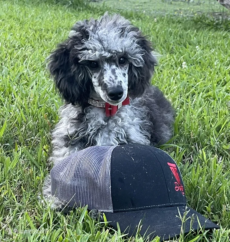 AKC Reg CH. Pedigree On Hold, a male Poodle - Miniature  for sale in Mount Gilead, NC – Photo 1 of 10