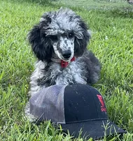 AKC Reg CH. Pedigree On Hold, a male Poodle - Miniature  for sale in Mount Gilead, NC – Photo 1 of 10