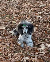AKC Reg CH. Pedigree On Hold, a male Poodle - Miniature  for sale in Mount Gilead, NC – Photo 9 of 10