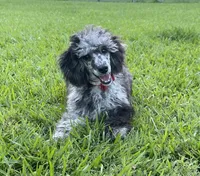 AKC Reg CH. Pedigree On Hold, a male Poodle - Miniature  for sale in Mount Gilead, NC – Photo 3 of 10