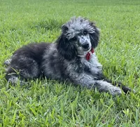 AKC Reg CH. Pedigree On Hold, a male Poodle - Miniature  for sale in Mount Gilead, NC – Photo 2 of 10