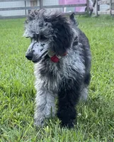 AKC Reg CH. Pedigree On Hold, a male Poodle - Miniature  for sale in Mount Gilead, NC – Photo 4 of 10