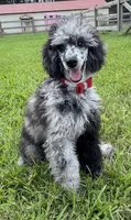 AKC Reg CH. Pedigree On Hold, a male Poodle - Miniature  for sale in Mount Gilead, NC – Photo 5 of 10