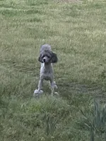 AKC Reg CH. Pedigree On Hold, a male Poodle - Miniature  for sale in Mount Gilead, NC – Photo 8 of 10
