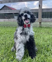 AKC Reg CH. Pedigree On Hold, a male Poodle - Miniature  for sale in Mount Gilead, NC – Photo 6 of 10