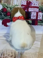 On Hold AKC ChSired(Jingles), a female Jack Russell Terrier for sale in Mount Gilead, NC – Photo 4 of 4