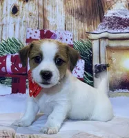 On Hold AKC ChSired(Jingles), a female Jack Russell Terrier for sale in Mount Gilead, NC – Photo 1 of 4