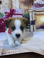 On Hold AKC ChSired(Jingles), a female Jack Russell Terrier for sale in Mount Gilead, NC – Photo 3 of 4