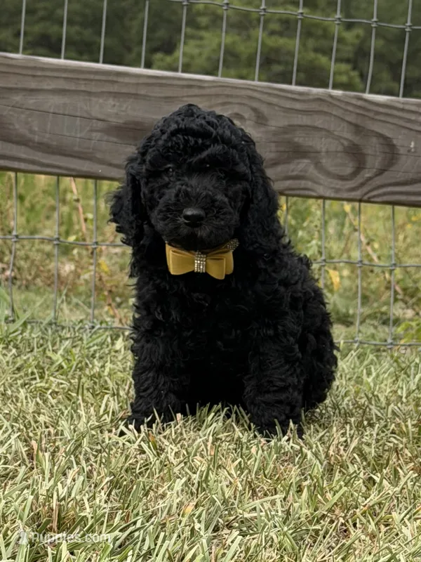 AKC Elite Bred, 18 Grand Champions & Champions in Pedigree  – Poodle - Miniature  puppy for sale in Mount Gilead, NC