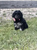 AKC Reg, Elite Bred, 18 Champions in Pedigree , a female Poodle - Miniature  for sale in Mount Gilead, NC – 1 of 5