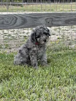 AKC Reg, 18 Champions in Pedigree (Fabio), a male Poodle - Miniature  for sale in Mount Gilead, NC – 4 of 9