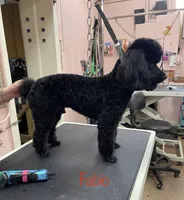 AKC Reg,-Co Owner Home,On Hold, a female Poodle - Miniature  for sale in Mount Gilead, NC – Photo 8 of 10