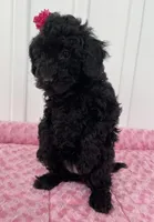 AKC Reg,-Co Owner Home,On Hold, a female Poodle - Miniature  for sale in Mount Gilead, NC – Photo 5 of 10