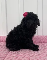 AKC Reg,-Co Owner Home,On Hold, a female Poodle - Miniature  for sale in Mount Gilead, NC – Photo 3 of 10