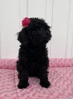 AKC Reg,-Co Owner Home,On Hold, a female Poodle - Miniature  for sale in Mount Gilead, NC – Photo 4 of 10