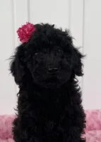AKC Reg,-Co Owner Home,On Hold, a female Poodle - Miniature  for sale in Mount Gilead, NC – Photo 2 of 10