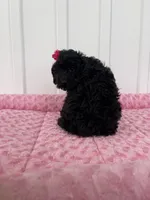 AKC Reg,-Co Owner Home,On Hold, a female Poodle - Miniature  for sale in Mount Gilead, NC – Photo 6 of 10
